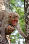 Indischer Hutaffe (Macaca radiata)